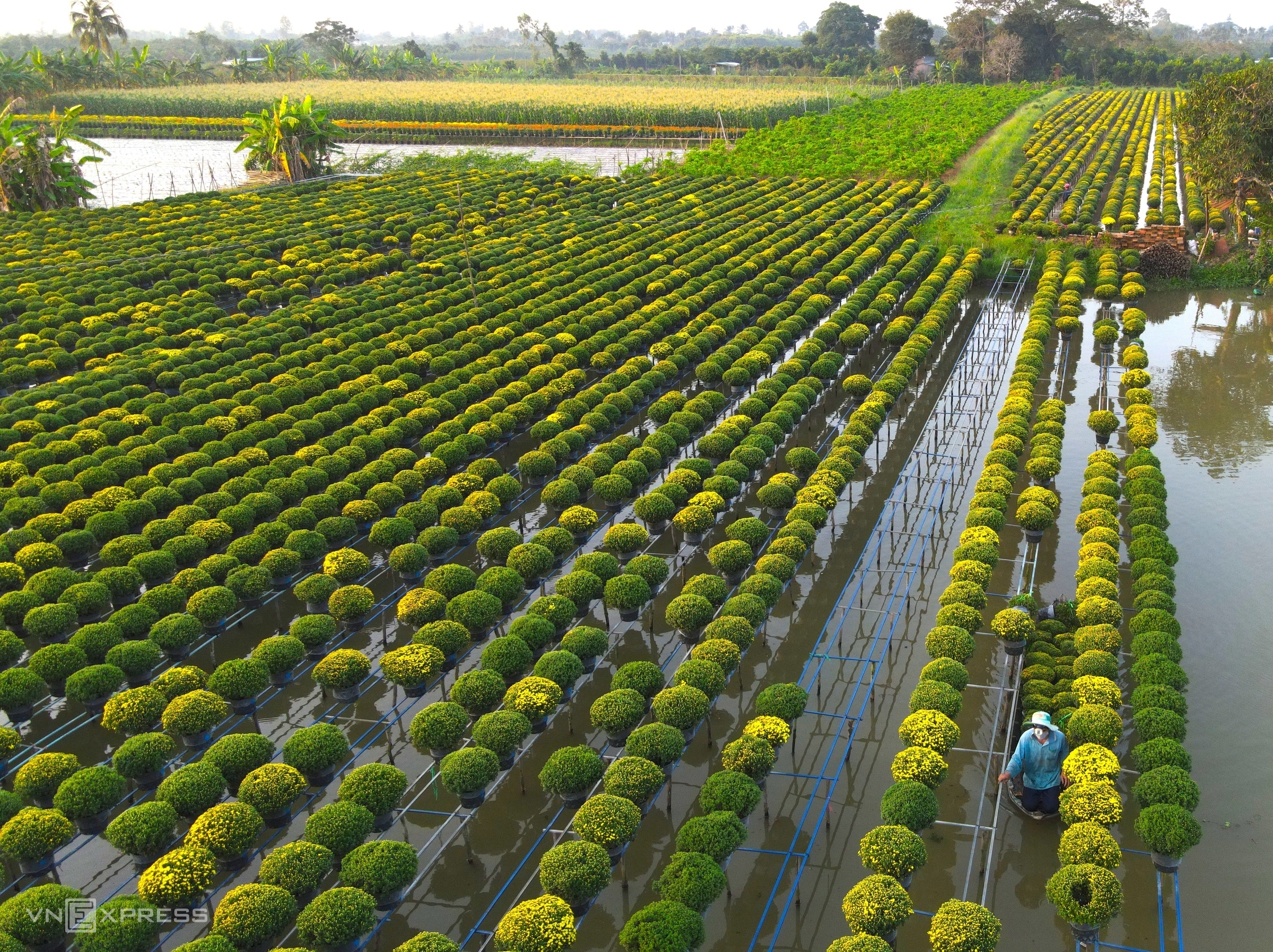 Những ngày cận Tết ở làng hoa Sa Đéc