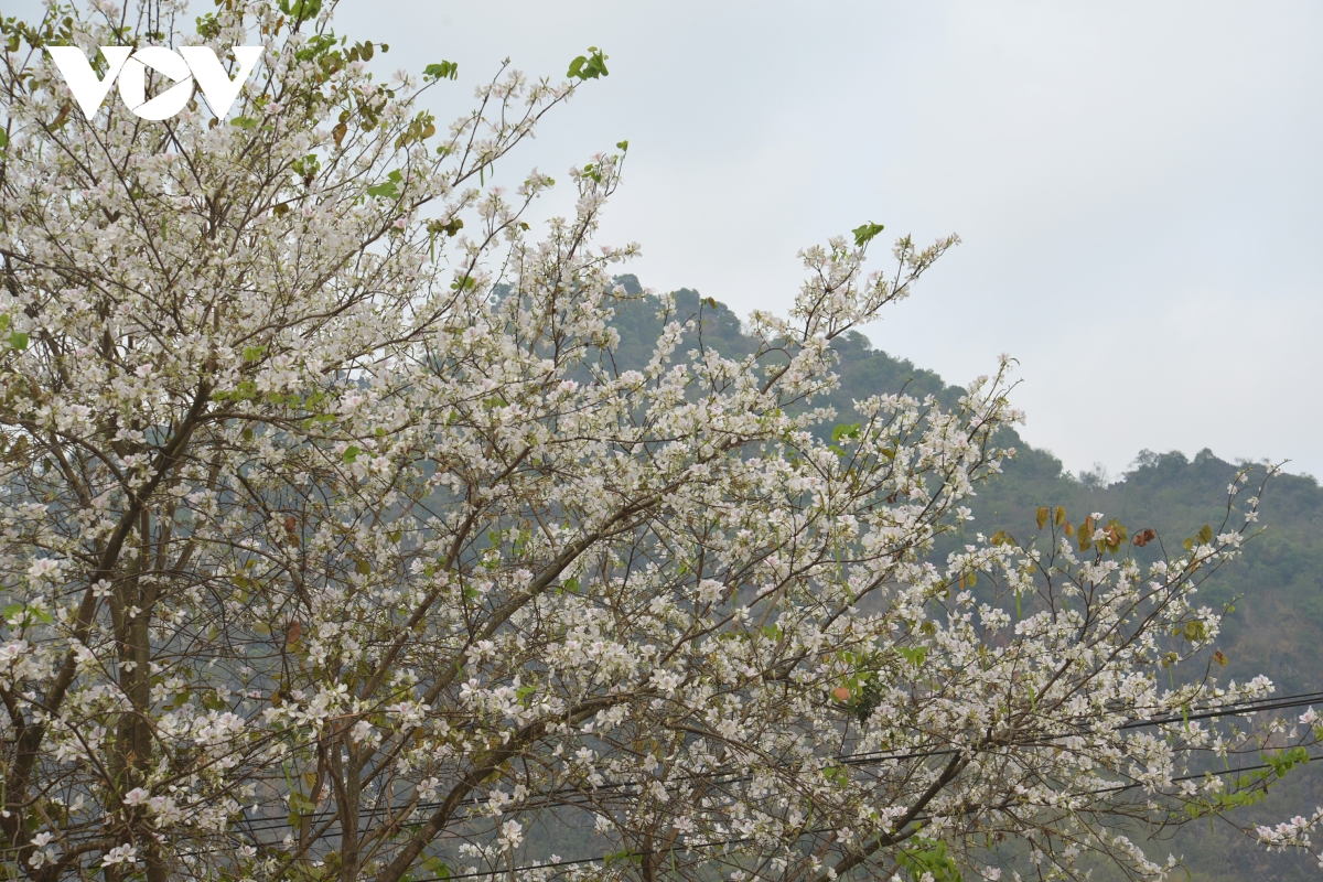 TSTtourist-sac-trang-tinh-khoi-hoa-ban-giua-pho-nui-son-la-8