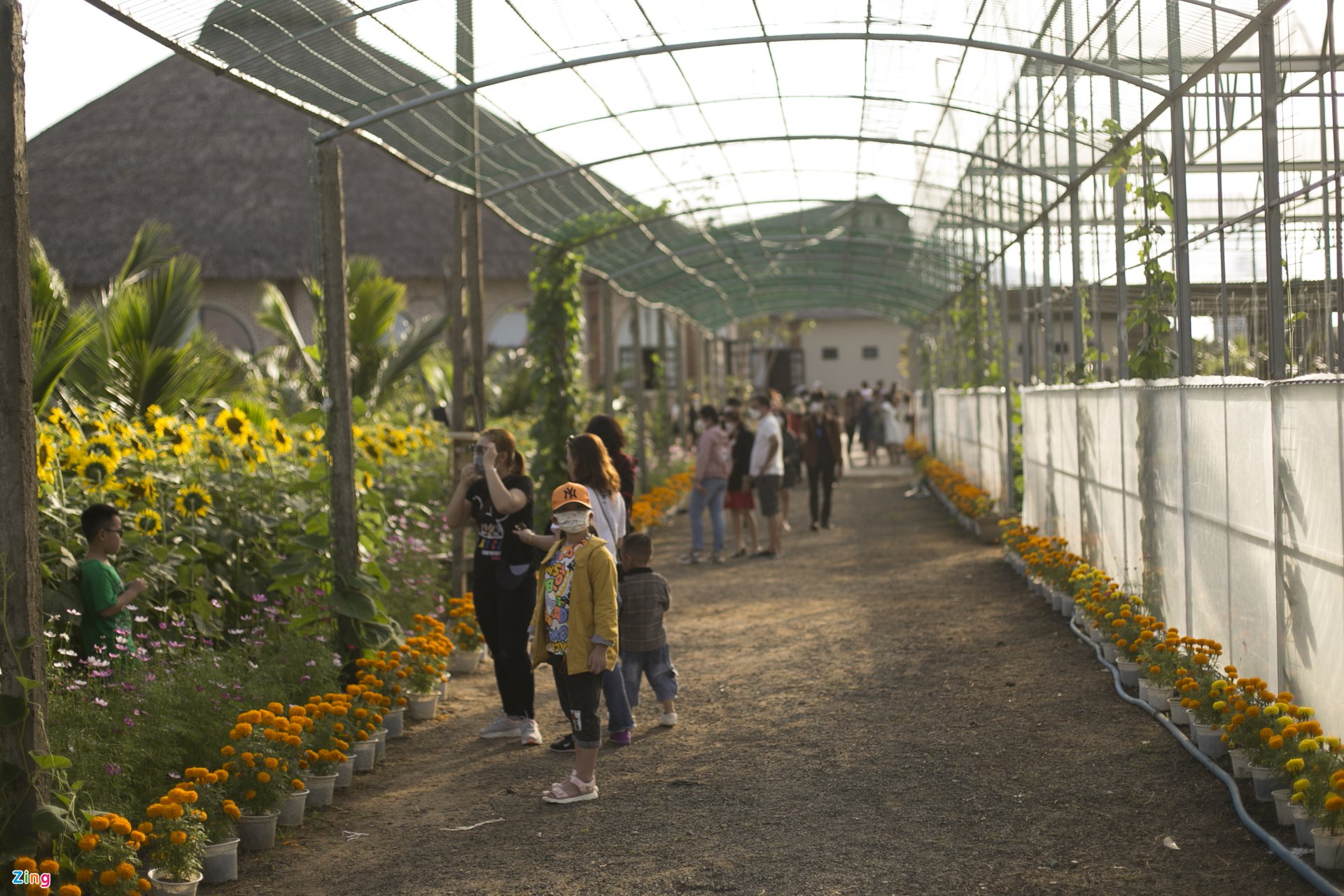 TSTtourist-vuon-hoa-huong-duong-moi-o-phu-yen-hut-khach-11