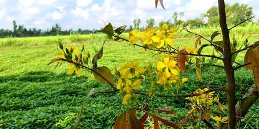 Làng tỷ phú giữa Đồng Tháp Mười