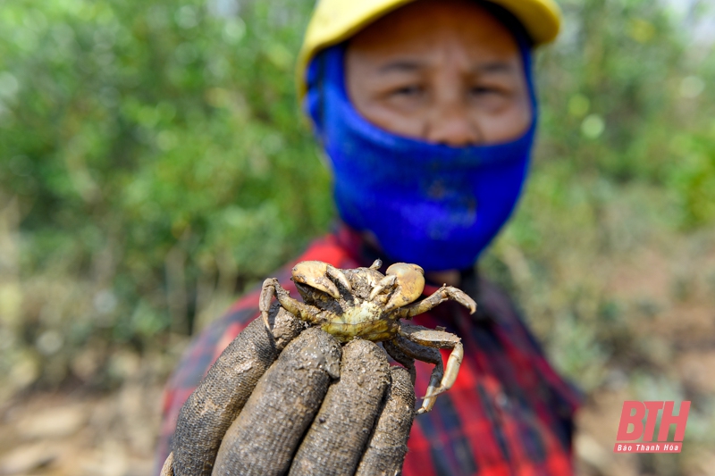 Mưu sinh dưới tán rừng ngập mặn