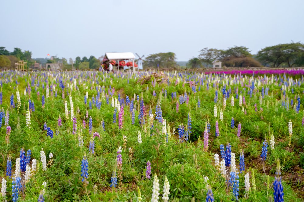 TSTtourist-gioi-tre-phat-sot-voi-canh-dong-hoa-dau-lupin-ruc-ro-sac-mau-giua-long-thu-do-2