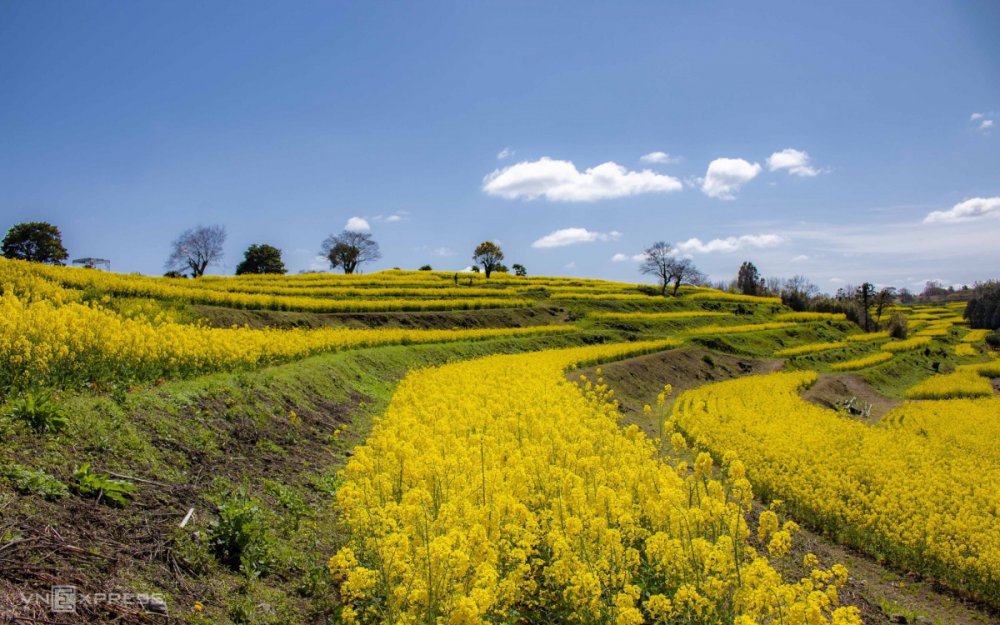 TSTtourist-hoa-cai-dau-trai-vang-o-mien-nam-nhat-ban-2