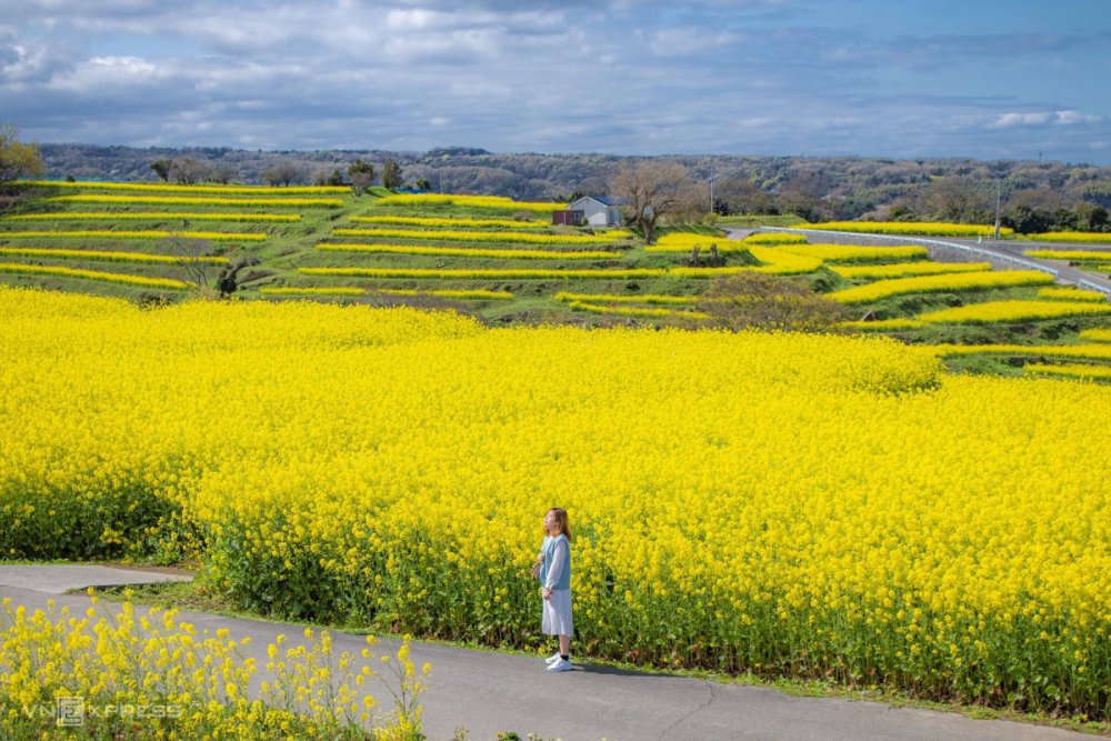 TSTtourist-hoa-cai-dau-trai-vang-o-mien-nam-nhat-ban-5