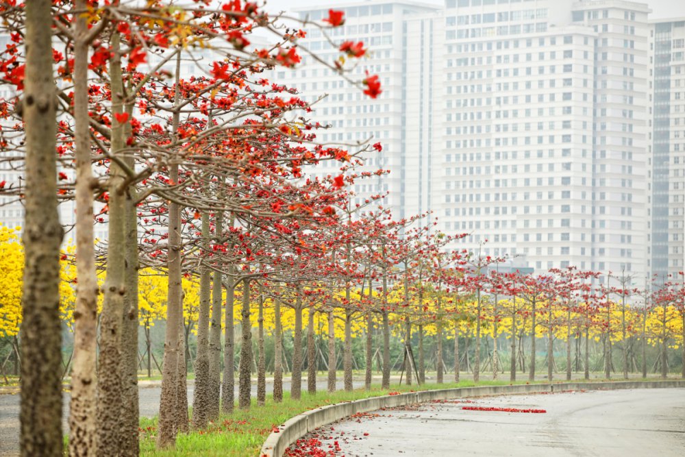 TSTtourist-hoa-gao-va-phong-linh-bung-no-o-ha-noi-2