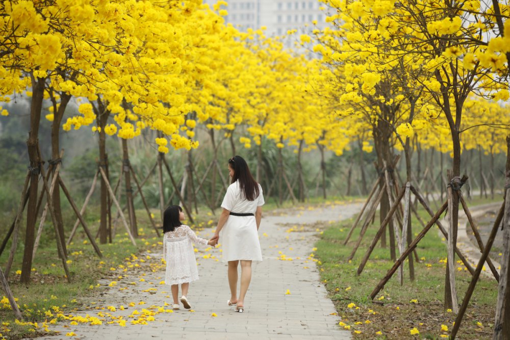 tsttourist-hoa-gao-va-phong-linh-bung-no-o-ha-noi-9