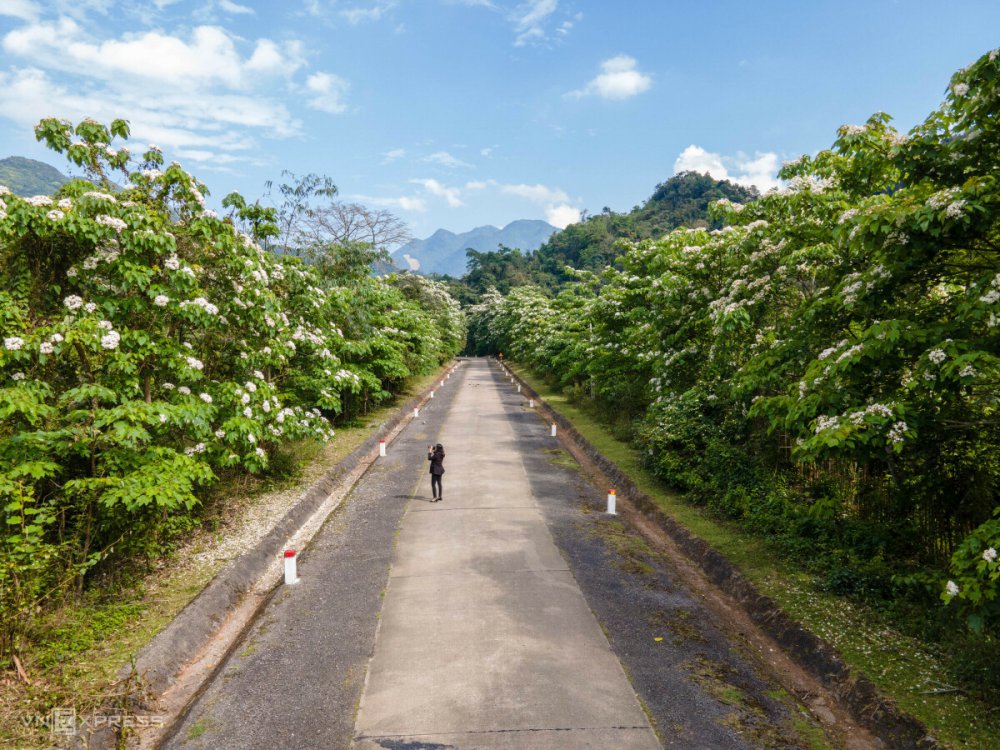 TSTtourist-hoa-trau-no-trang-rung-mien-tay-quang-tri-1