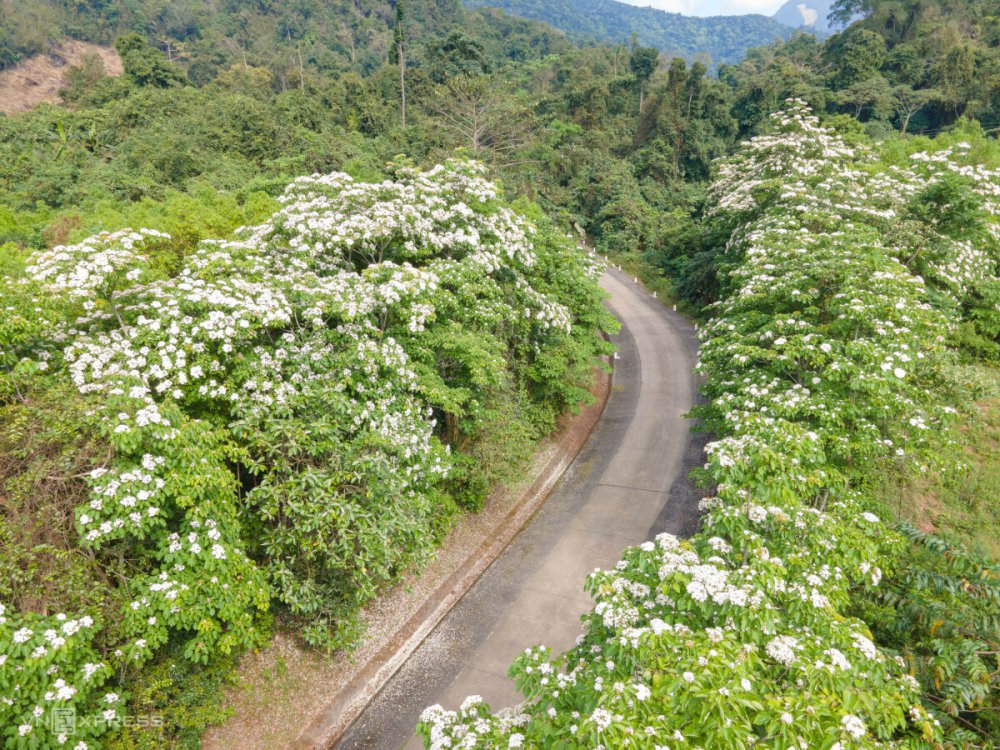 TSTtourist-hoa-trau-no-trang-rung-mien-tay-quang-tri-2