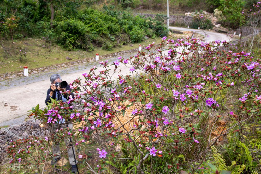 Hoa trẩu nở trắng rừng miền tây Quảng Trị