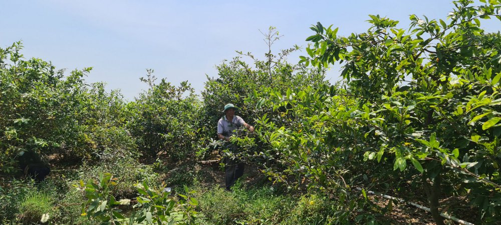 TSTtourist-lang-ty-phu-giua-dong-thap-muoi-12