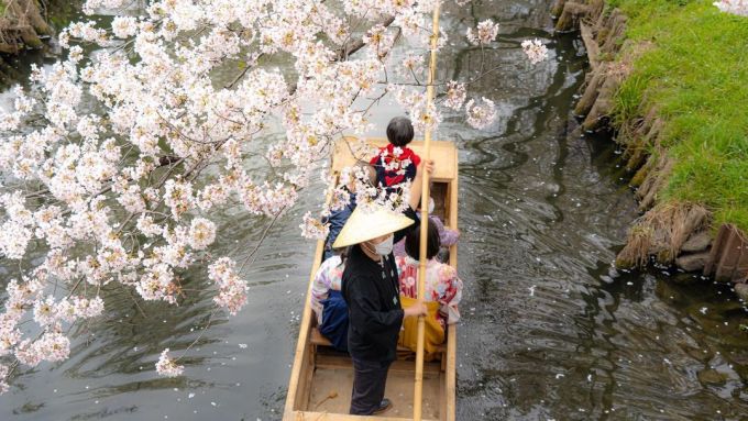 Ngồi thuyền ngắm hoa anh đào Nhật Bản