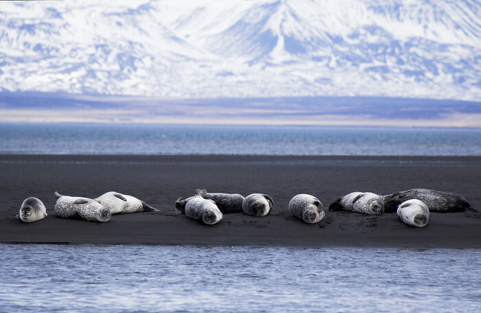 tsttourist-tien-canh-o-iceland-10