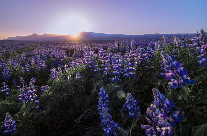 TSTtourist-tien-canh-o-iceland-3