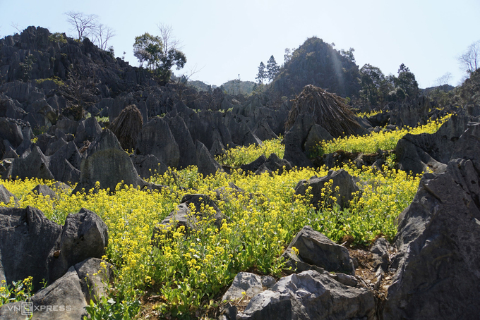 mua-hoa-gao-o-Ha-Giang-4