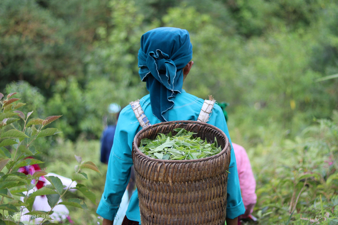 mua-hoa-gao-o-Ha-Giang-7