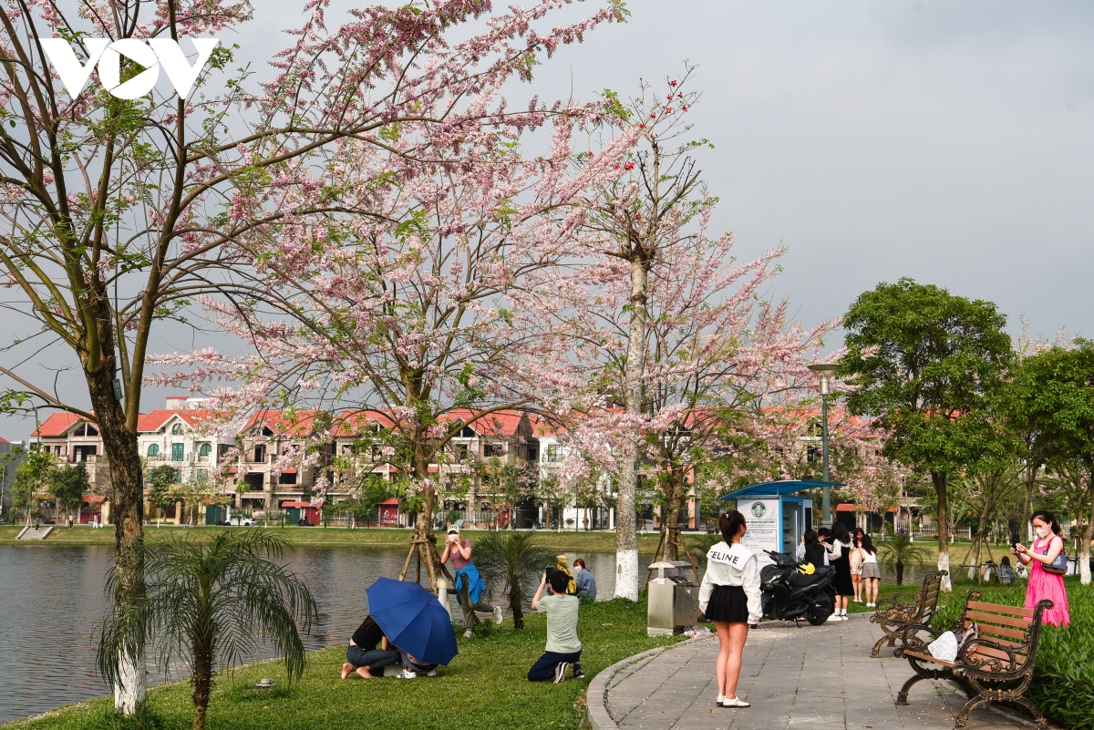 Chiêm ngưỡng hoa đỗ mai dịu dàng, lần đầu khoe sắc tại Bắc Ninh