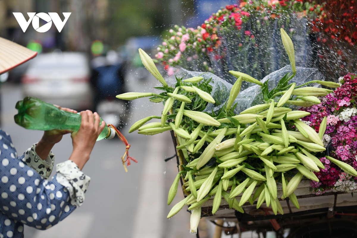 Hoa loa kèn dịu dàng trên phố Hà Nội những ngày cuối tháng 4