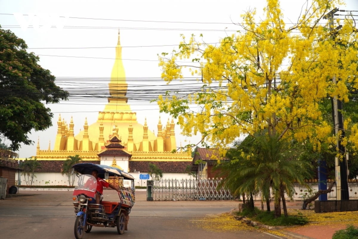 Rực rỡ hoa Dok khun - sắc màu Tết cổ truyền của đất nước Triệu Voi