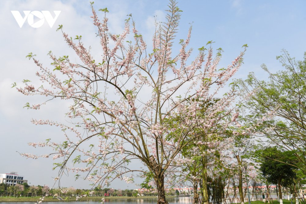 TSTtourist-chiem-nguong-hoa-do-mai-diu-dang-lan-dau-khoe-sac-tai-bac-ninh-2