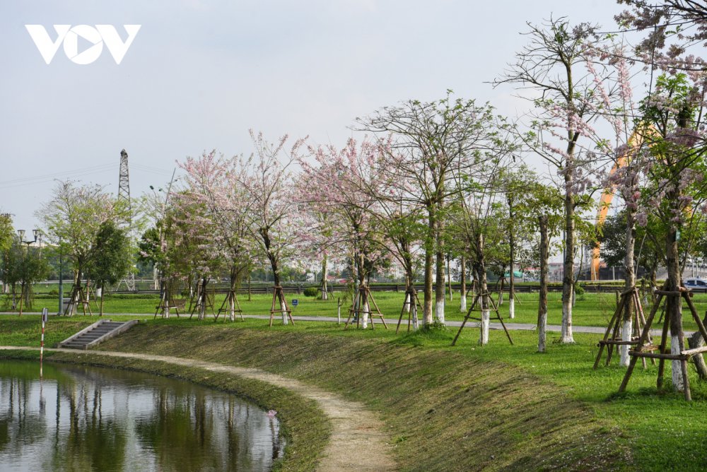 TSTtourist-chiem-nguong-hoa-do-mai-diu-dang-lan-dau-khoe-sac-tai-bac-ninh-5