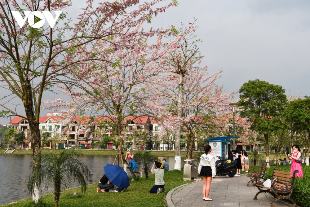 TSTtourist-chiem-nguong-hoa-do-mai-diu-dang-lan-dau-khoe-sac-tai-bac-ninh-6