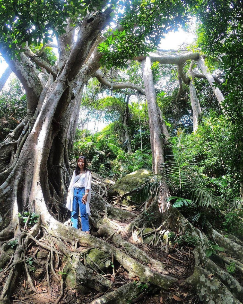 TSTtourist-choang-truoc-ve-do-so-va-ky-vi-cua-cay-da-ngan-nam-an-minh-giua-ban-dao-son-tra-9