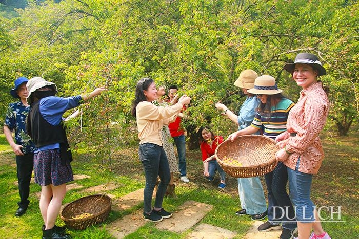 TSTtourist-dam-minh-trong-thung-lung-rung-mo-dep-nhu-mien-co-tich-o-moc-chau-5