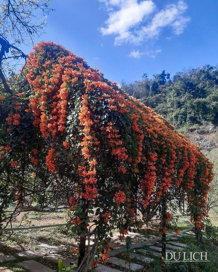 TSTtourist-dam-minh-trong-thung-lung-rung-mo-dep-nhu-mien-co-tich-o-moc-chau-8