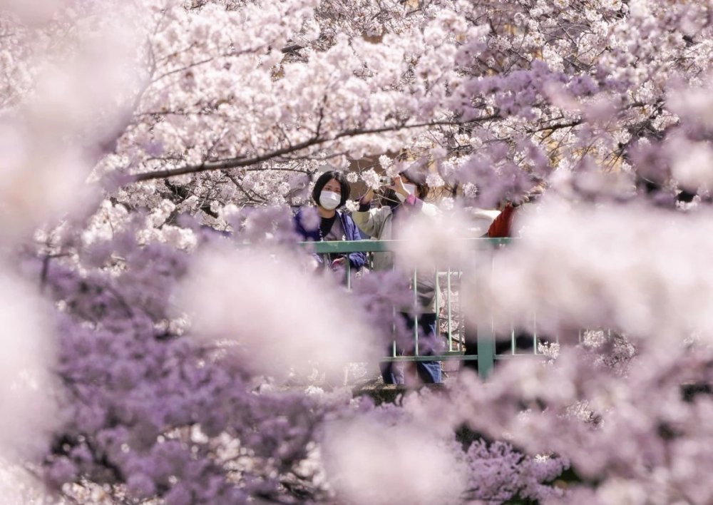 Hoa anh đào mãn khai ở Tokyo