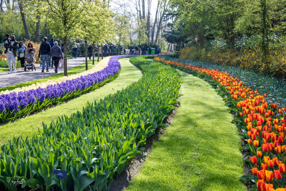 TSTtourist-mua-hoa-o-keukenhof-duoi-ong-kinh-khach-viet-3