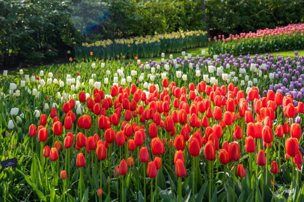 TSTtourist-mua-hoa-o-keukenhof-duoi-ong-kinh-khach-viet-4