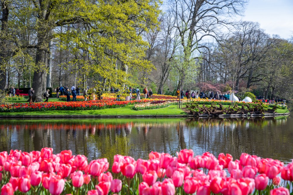 TSTtourist-mua-hoa-o-keukenhof-duoi-ong-kinh-khach-viet-6