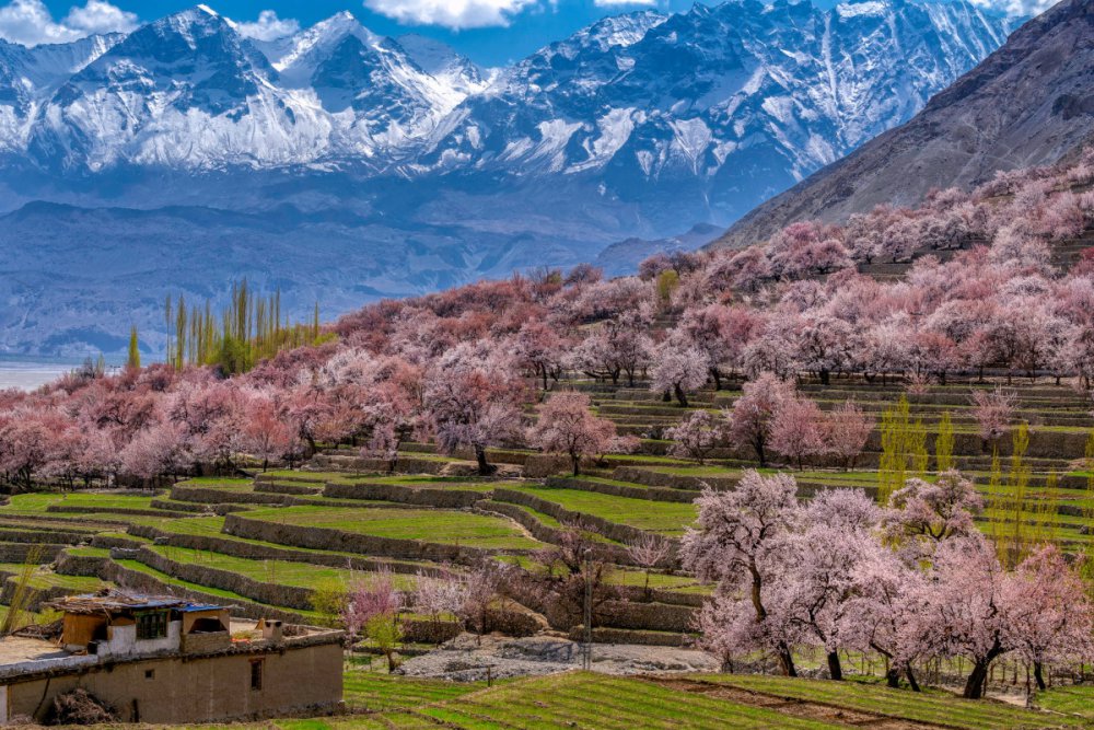 Mùa xuân ở Pakistan qua ống kính khách Việt