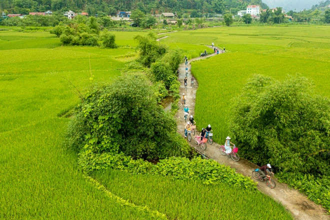 Đạp xe giữa ruộng lúa, thử làm bánh trứng kiến của người Tày