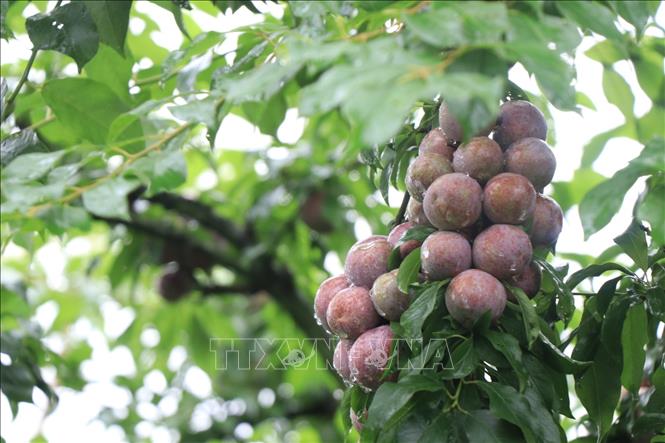 Ngon miệng với mận hậu Mộc Châu hái ăn tại vườn