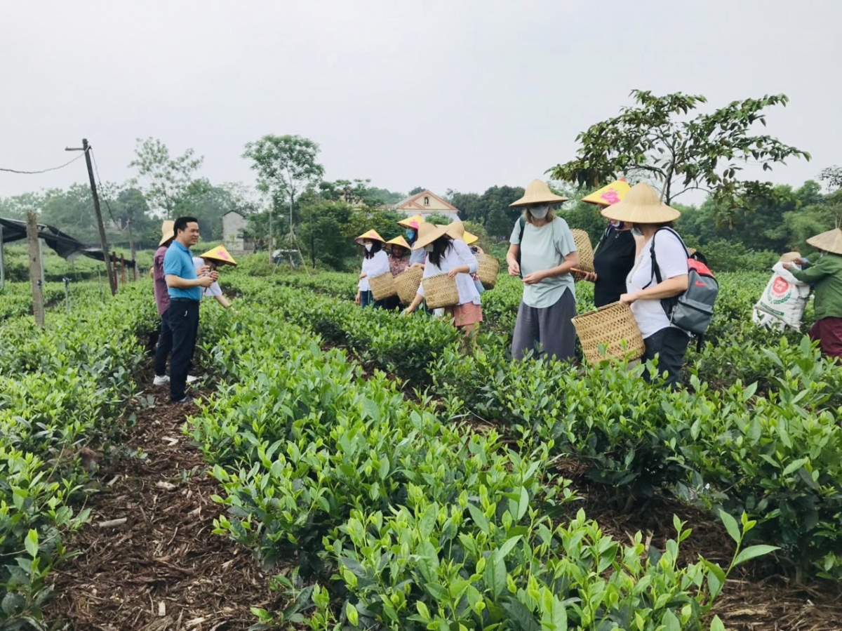 Thái Nguyên trong top điểm đến tuyệt nhất thế giới cho du khách "nghiện trà"