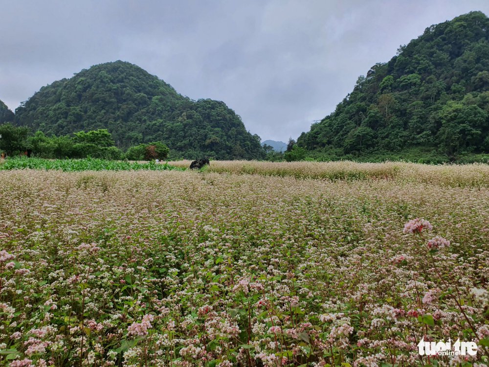 TSTtourist-4-cung-duong-khong-the-bo-qua-khi-den-ha-giang-7