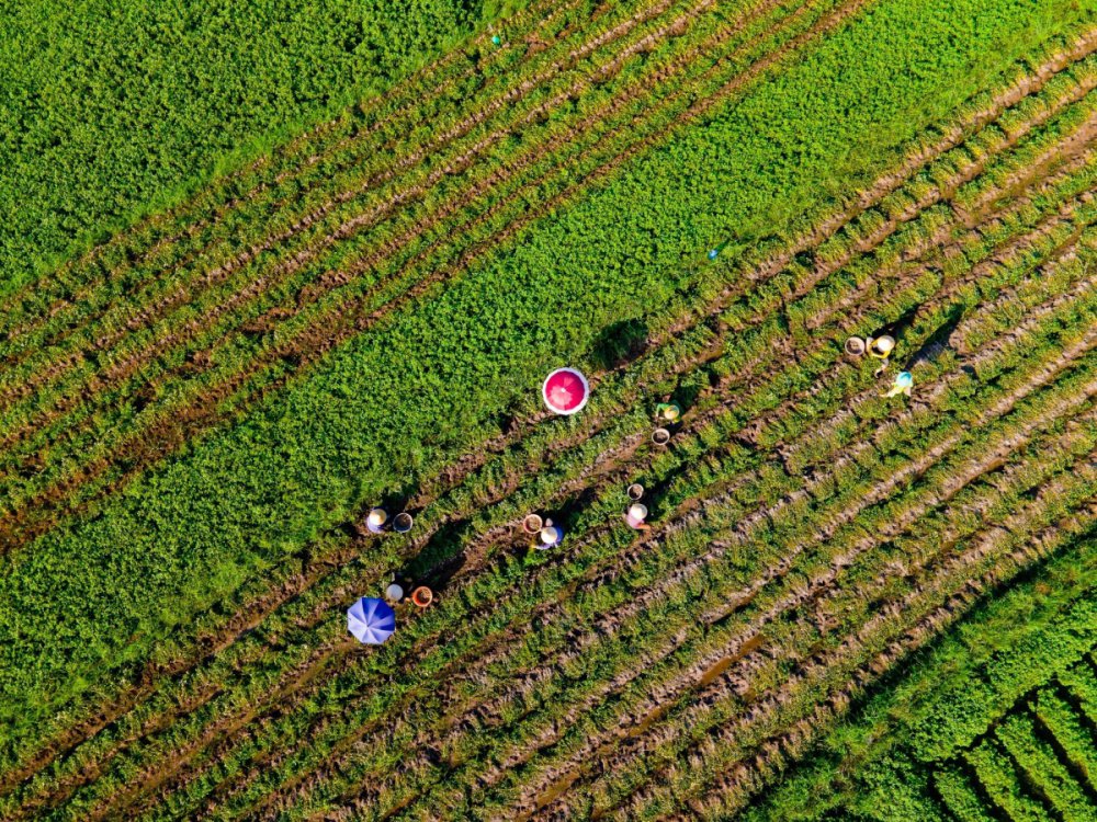 TSTtourist-canh-sac-mien-que-binh-dinh-10