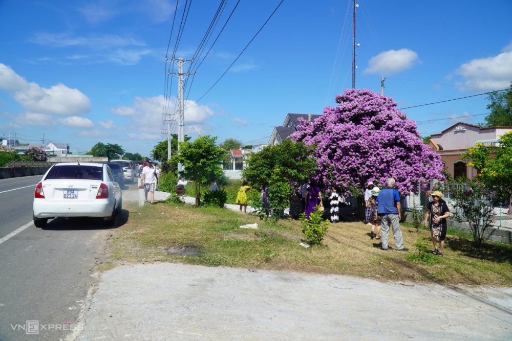 TSTtourist-cay-bang-lang-hut-khach-o-binh-thuan-12