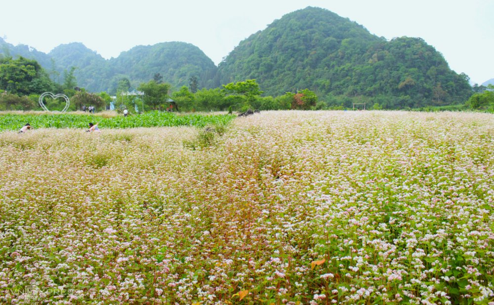 TSTtourist-hoa-tam-giac-mach-trai-mua-o-ha-giang-1