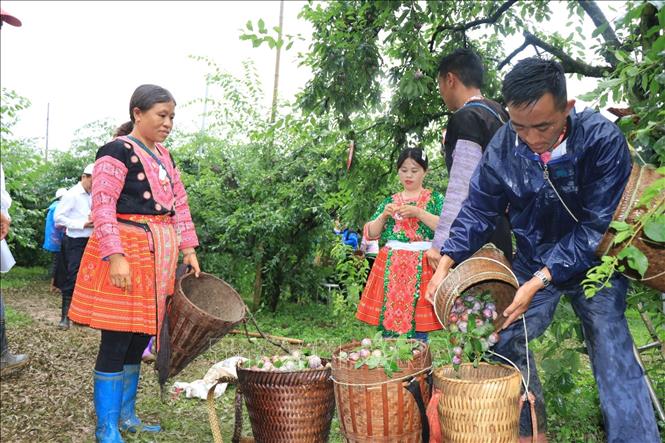 TSTtourist-ngon-mieng-voi-man-hau-moc-chau-hai-an-tai-vuon-2