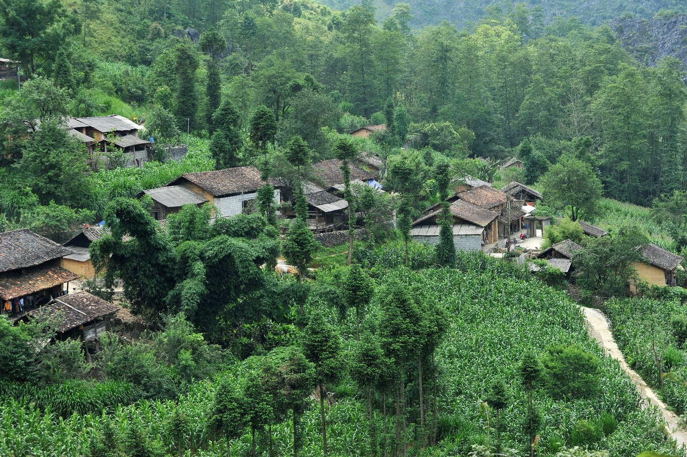 Mùa ngô xanh mướt trên cao nguyên đá Đồng Văn