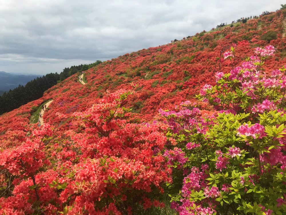 nara-sightseeing-1622449794