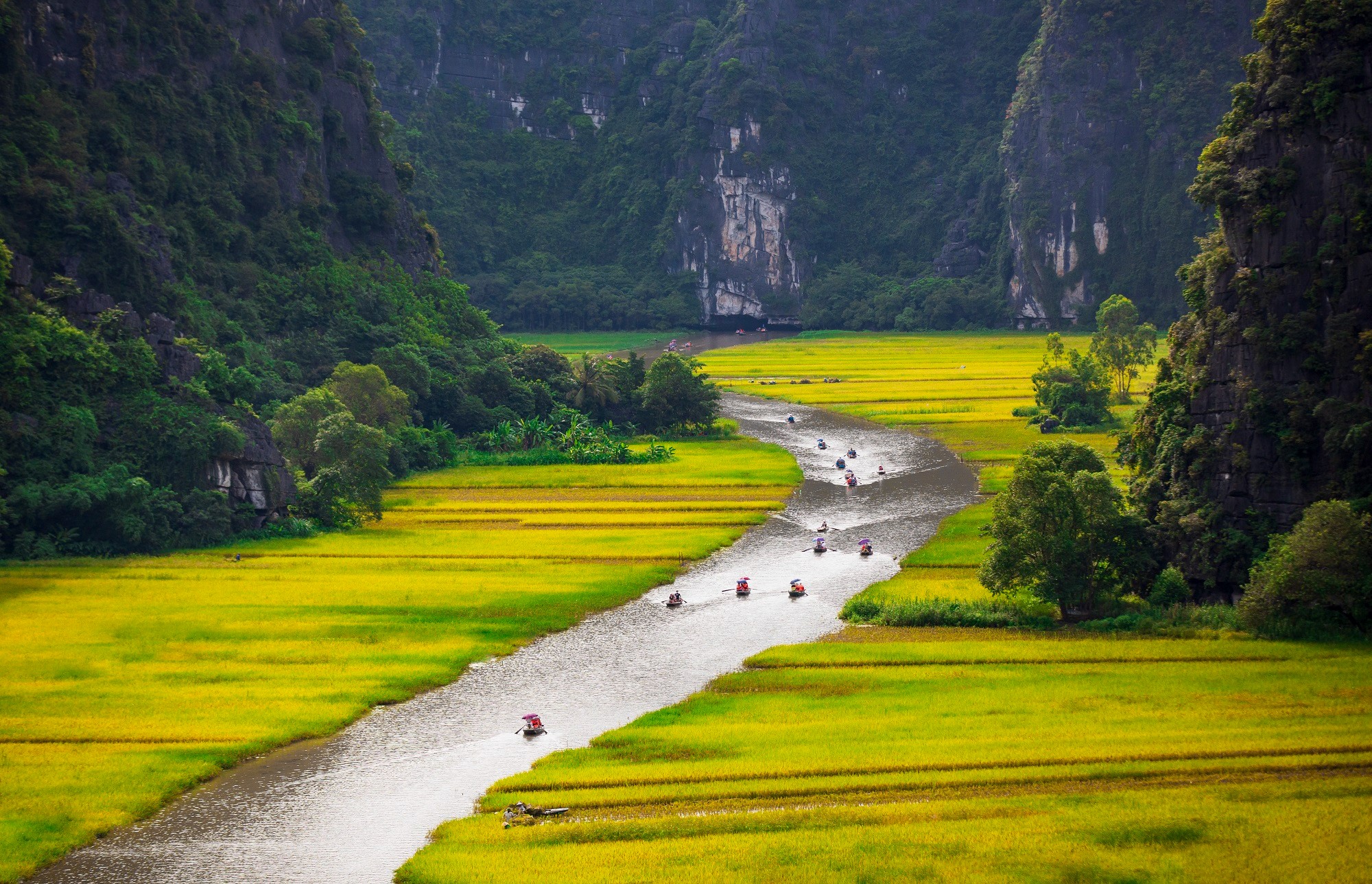 Tam Cốc mùa lúa chín