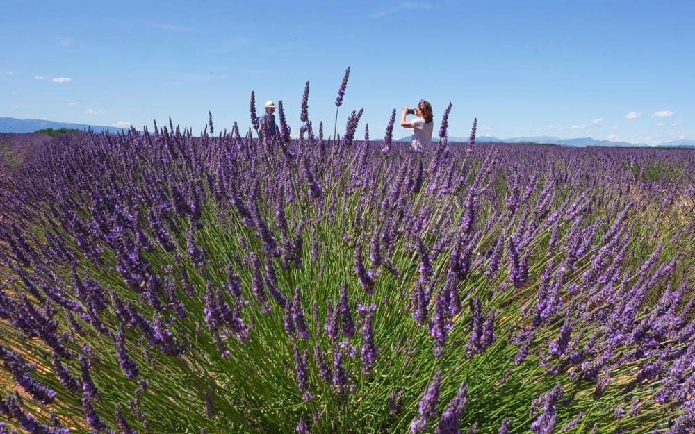 TSTtourist-thang-7-tim-sac-hoa-oai-huong-o-cao-nguyen-valensole-nuoc-phap-3