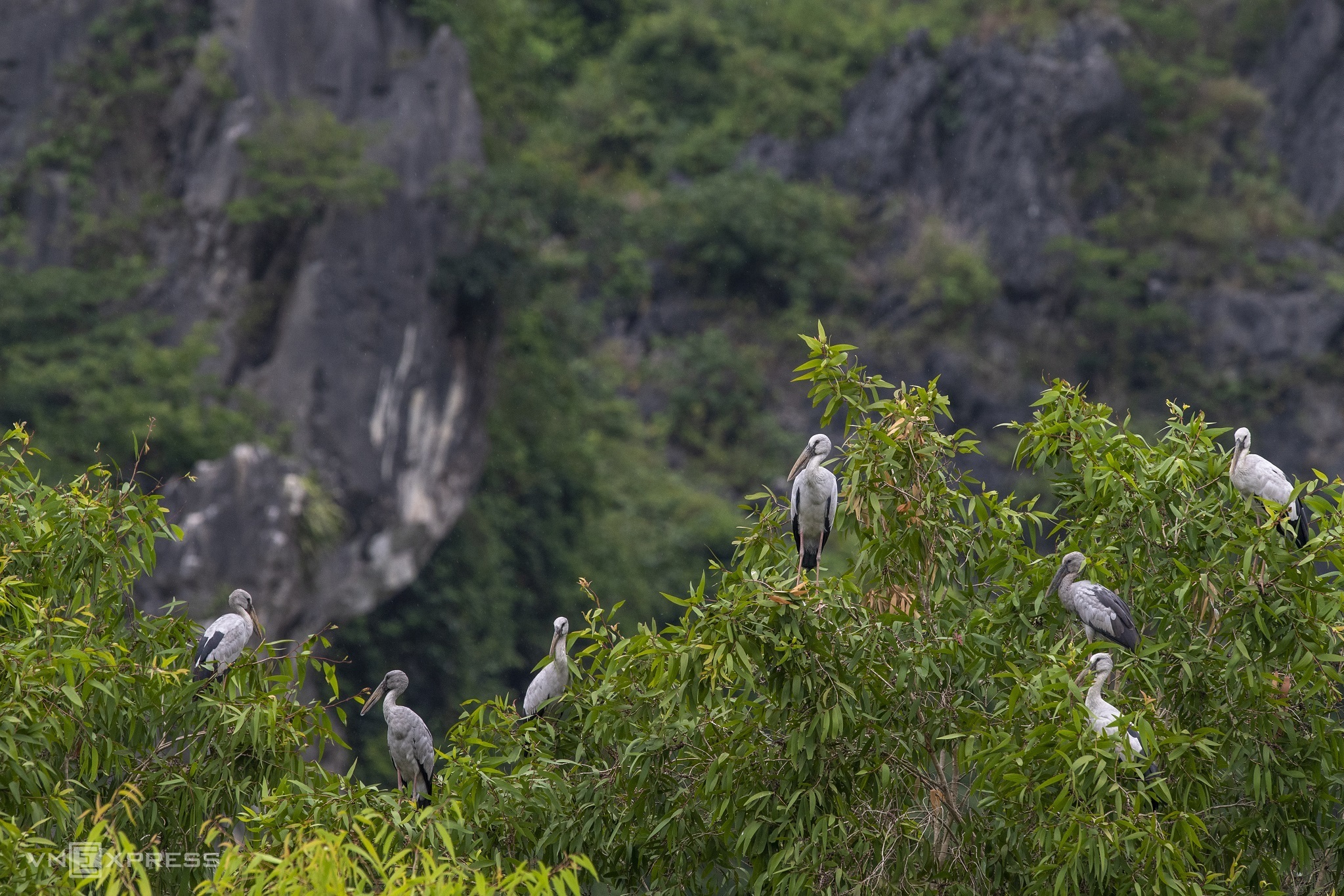 TSTtourist-the-gioi-chim-thu-o-dam-van-long-2