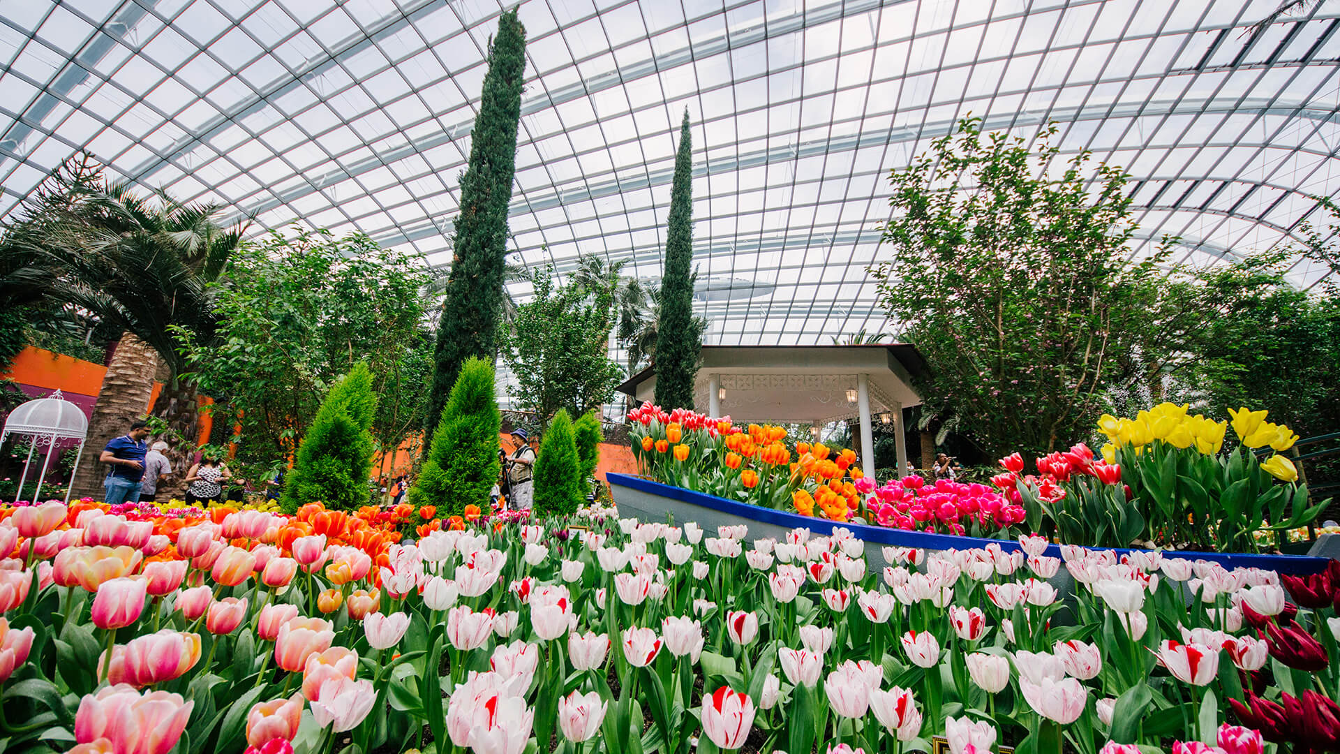 Vô vàn loài hoa quý hiếm quy tụ tại Flower Dome