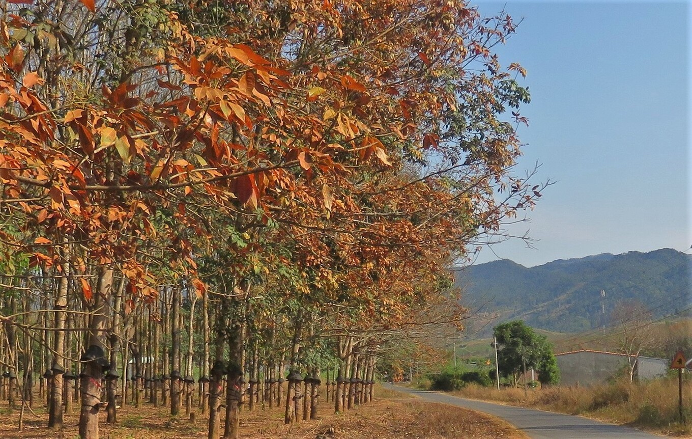 Đăk Hà mùa cao su thay lá