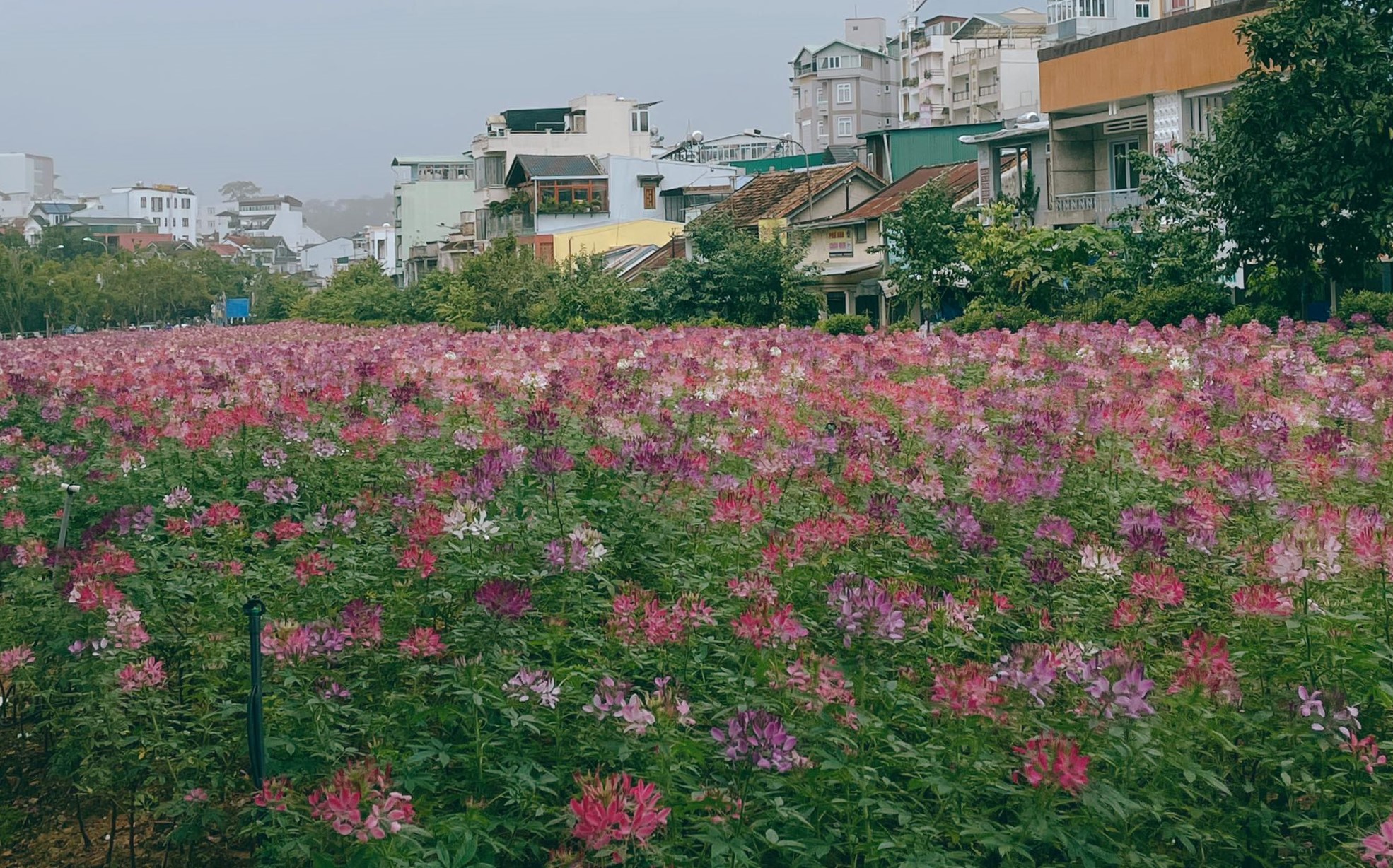 TSTtourist-gioi-tre-uong-ca-phe-dao-pho-khi-da-lat-mo-hang-quan-3