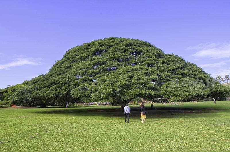 Cây 'hái ra tiền' ở Hawaii